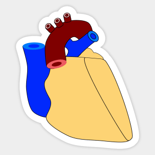 A human heart illustration on white Sticker